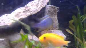 M. Esterae Blue/Red W