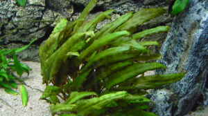 Cryptocoryne lutea