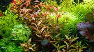 Ludwigie, Stern-Rotala und Sumatrafarn