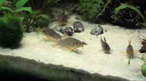 Corydoras sterbai  & Corydoras nanus