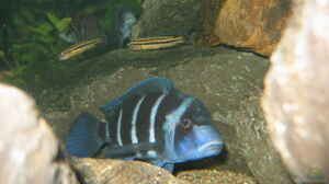 Frontosa Blue Zaire