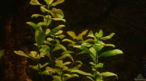 Hygrophila polysperma