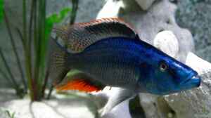 1,0 Dimidiochromis compressiceps Bild noch im alte