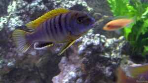 Einrichtungsbeispiele für Aquarien mit Labidochromis sp. ´hongi´
