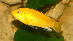 Labidochromis "Yellow" (m)