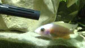 Bild aus dem Beispiel Malawi Tank von EL_LOCO