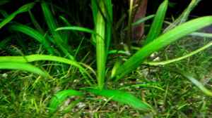 Amazonas-Zwergschwertpflanze (Echinodorus spec. gr