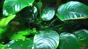 Anubias emers