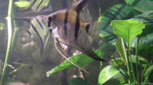 Pterophyllum scalare wildfarben