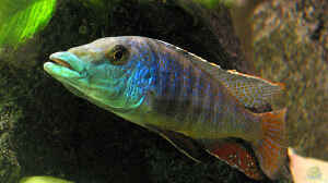 Lichnochromis acuticeps m.