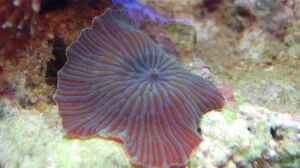 Blau gestreifte Scheibenanemone Discosoma sp. 13