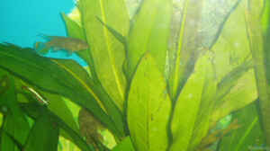 Meine schöne Echinodorus cordifolius