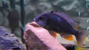 ><(((°>  Copadichromis borleyi Kadango F1 Weibche