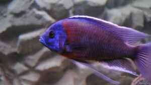 ><(((°>  Copadichromis borleyi Kadango F1 Bock