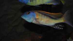 ><(((°> Buccochromis rhoadesii F1 Bock