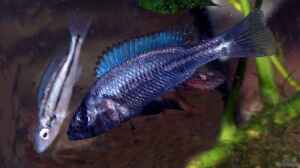 Haplochromis thereuterion Pärchen/ Männchen beim