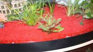 Cryptocoryne div.