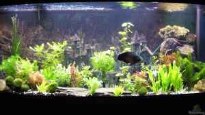 450l Amazonas Becken