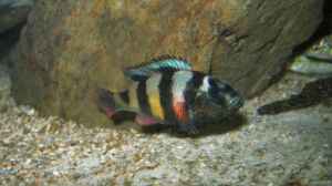 Astatotilapia latifasciata