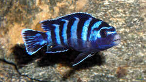 Pseudotropheus demasoni