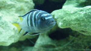 Pseudotropheus Elongatus Mpanga Bock (noch im alte