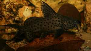 Synodontis sp.