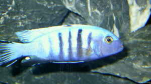 Pseudotropheus kingsizei maingano  Bock 