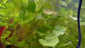 Hydrocotyle leucocephala (4.6.2008)