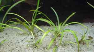 Sagittaria subulata