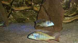 Tramitichromis cf. lituris Licht aus nur mit Blitz