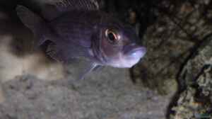 Sciaenochromis fryeri Weibchen