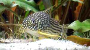 Corydoras Sterbai Männchen -der Gruppenchef-