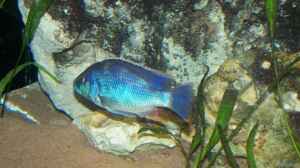 Nibochromis Livingstoni 2 (Neu)