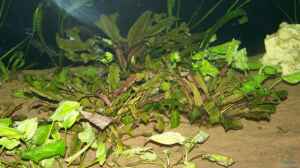 Cryptocoryne