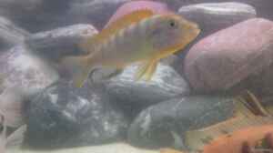 Labidochromis