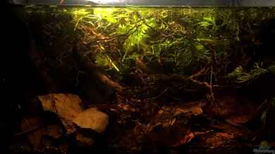 25l Betta Channoides von Jaenu00