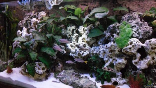 Zum Beispiel Becken 10576