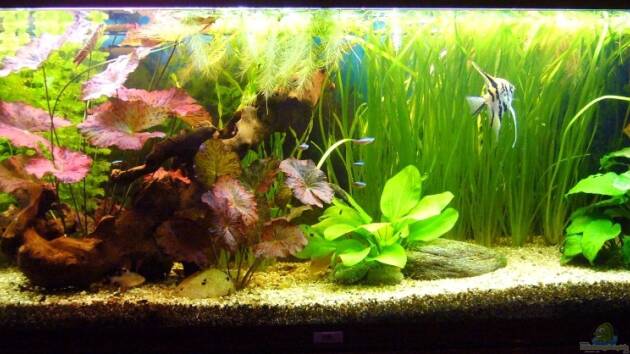 Zum Beispiel Gesellschaftsbecken mit Skalare