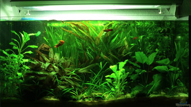 Zum Beispiel Lars` Becken