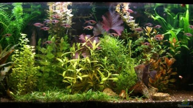 Zum Beispiel Becken 1272