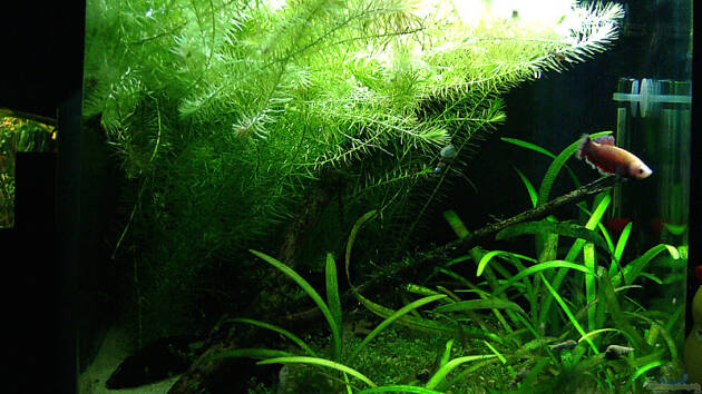 Zum Beispiel KaFi Horst