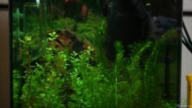 Zum Beispiel Perlhühnchen existiert nicht mehr