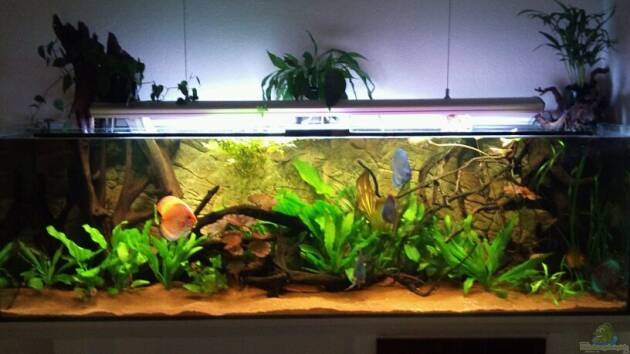 Zum Beispiel Diskus Showbecken