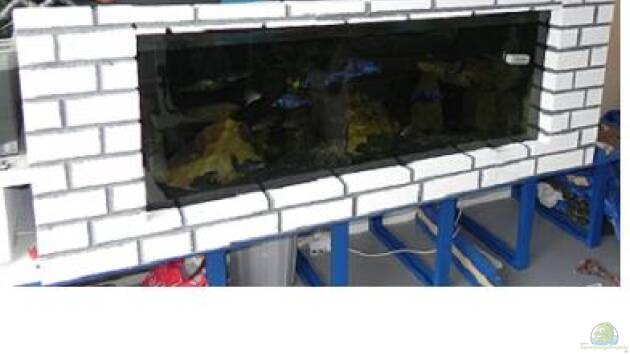 Zum Beispiel Nicht-Mbuna Aquarium