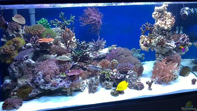 Zum Beispiel Becken 19408