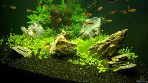 Zum Beispiel Becken 2083