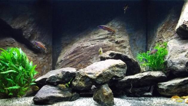 Zum Beispiel Harmonisches Fels-Litoral (nicht mehr in Betrieb)