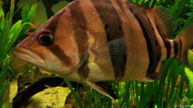 Zum Beispiel Tigers, Dragons & Snakeheads - Beispiel