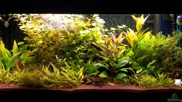 Zum Beispiel Authentic Jungle