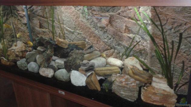 Zum Beispiel Malawisee Stone Tank